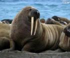 Морж с ее длинные бивни, больших полуводных млекопитающих от Арктики